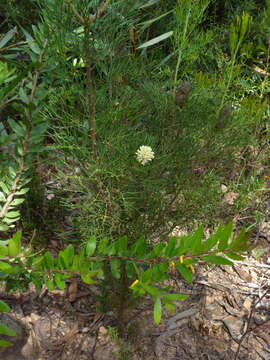 Слика од Persoonia myrtilloides Sieb. ex Schultes & J. H. Schultes