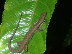 صورة Saproscincus basiliscus (Ingram & Rawlinson 1981)