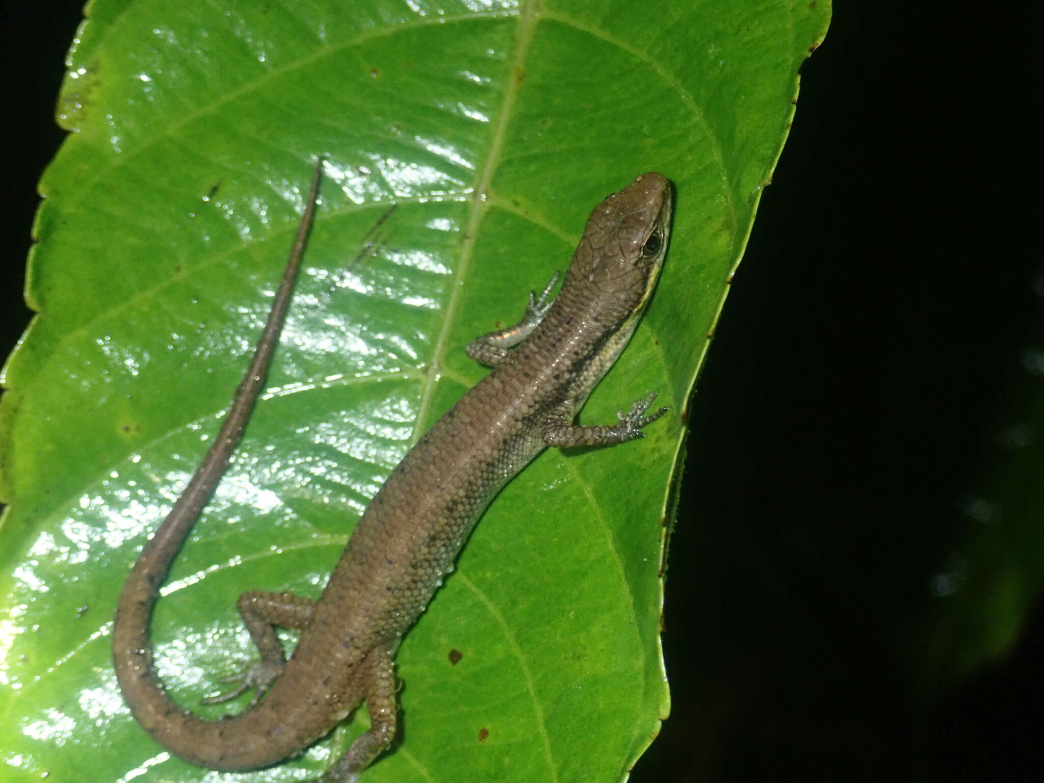 صورة Saproscincus basiliscus (Ingram & Rawlinson 1981)