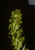 Imagem de Habenaria parviflora Lindl.