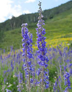 Imagem de Delphinium occidentale S. Wats. ex Coult.