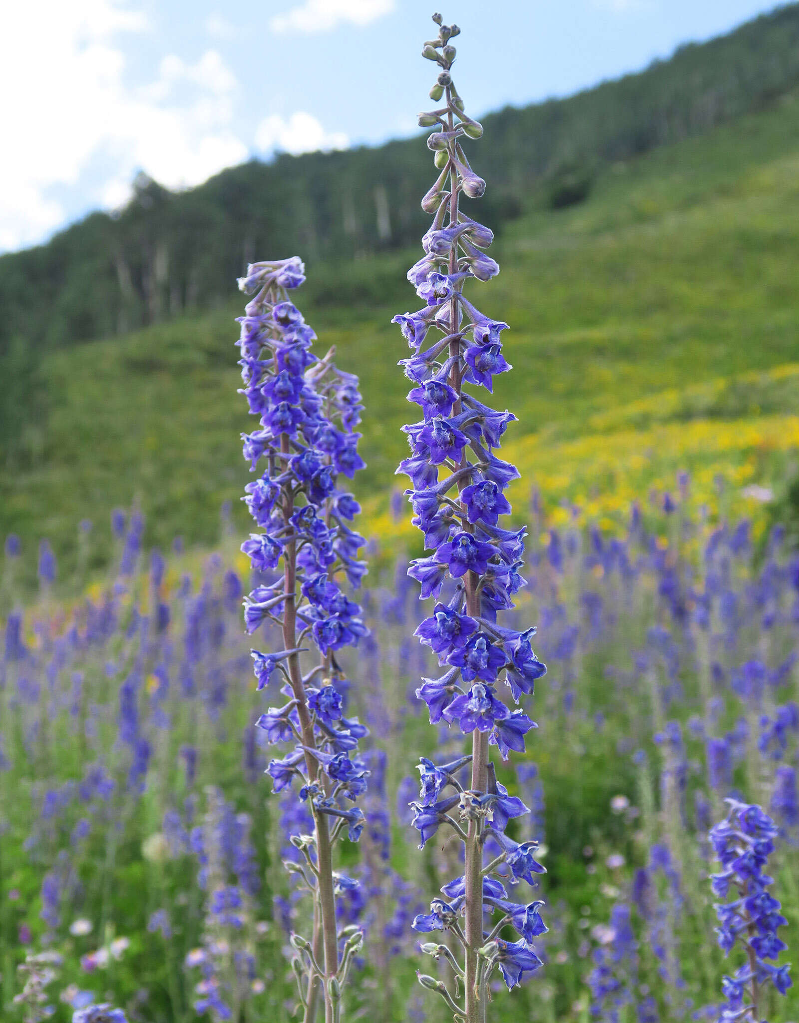 Imagem de Delphinium occidentale S. Wats. ex Coult.