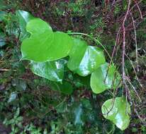 Image de Smilax canariensis Willd.