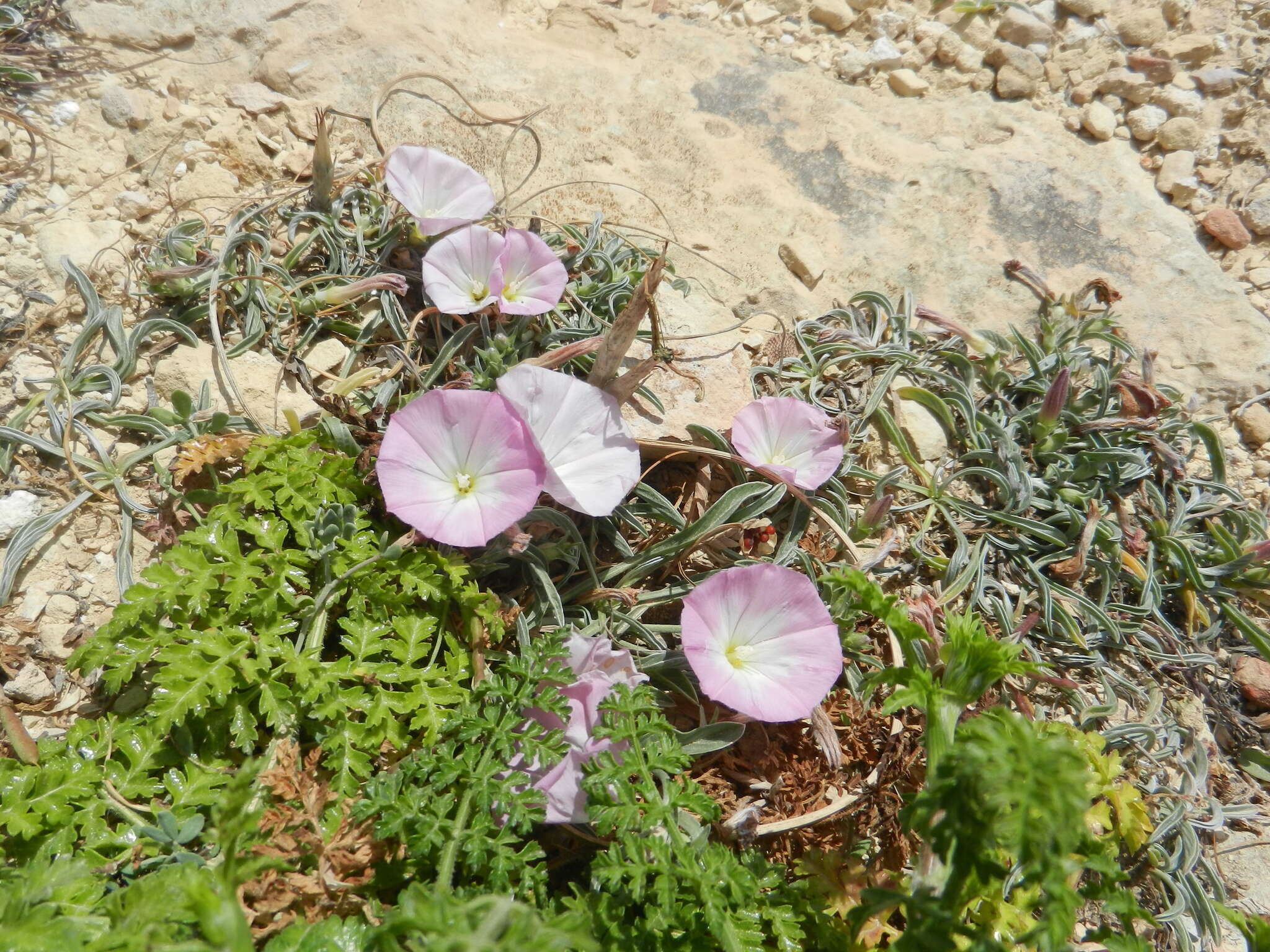 Image of Convolvulus lineatus L.