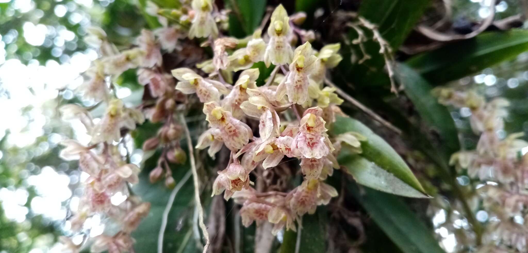 Image of Leochilus oncidioides Knowles & Westc.