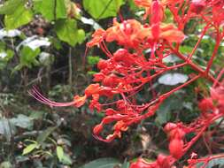 Imagem de Clerodendrum japonicum (Thunb.) Sweet