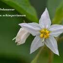Image of Solanum schimperianum Hochst.