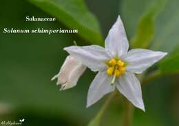 صورة Solanum schimperianum Hochst.