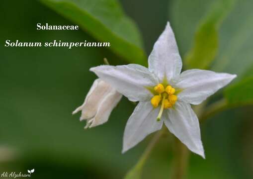 Image of Solanum schimperianum Hochst.