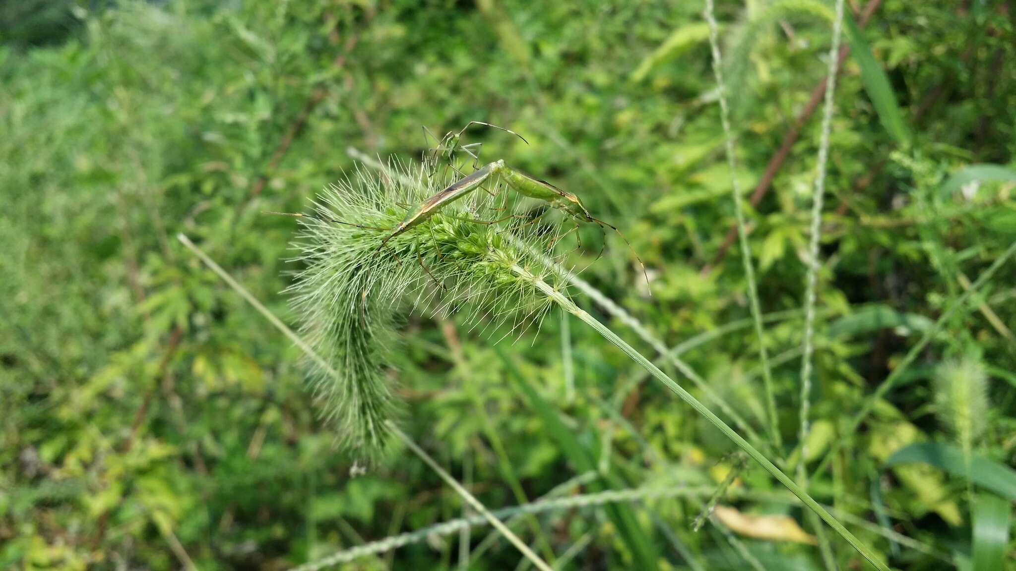 Imagem de Leptocorisa chinensis Dallas 1852