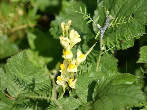 Image of Common Toadflax