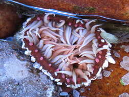 Image of Sandy anemone