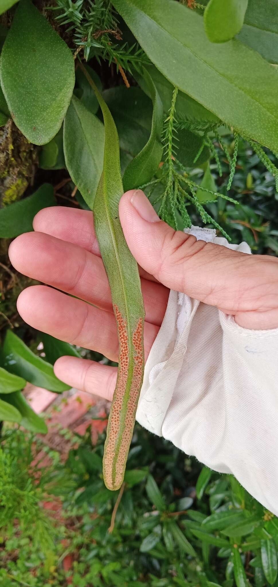 Image of lanceleaf tongue fern