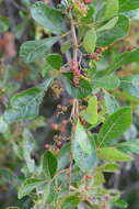 Image of Searsia rehmanniana var. glabrata (Sond.) Moffett