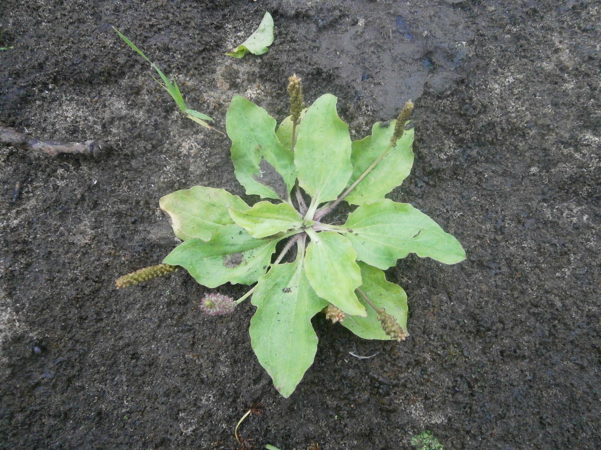 Image of Plantago uliginosa F. W. Schmidt