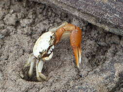 Image of Galápagos Fiddler Crab