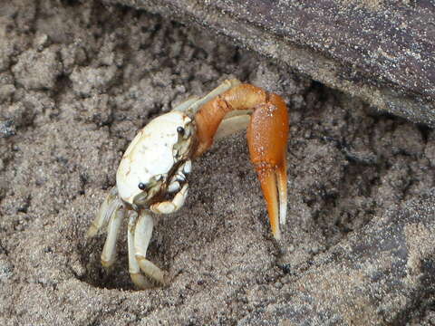 Image of Galápagos Fiddler Crab