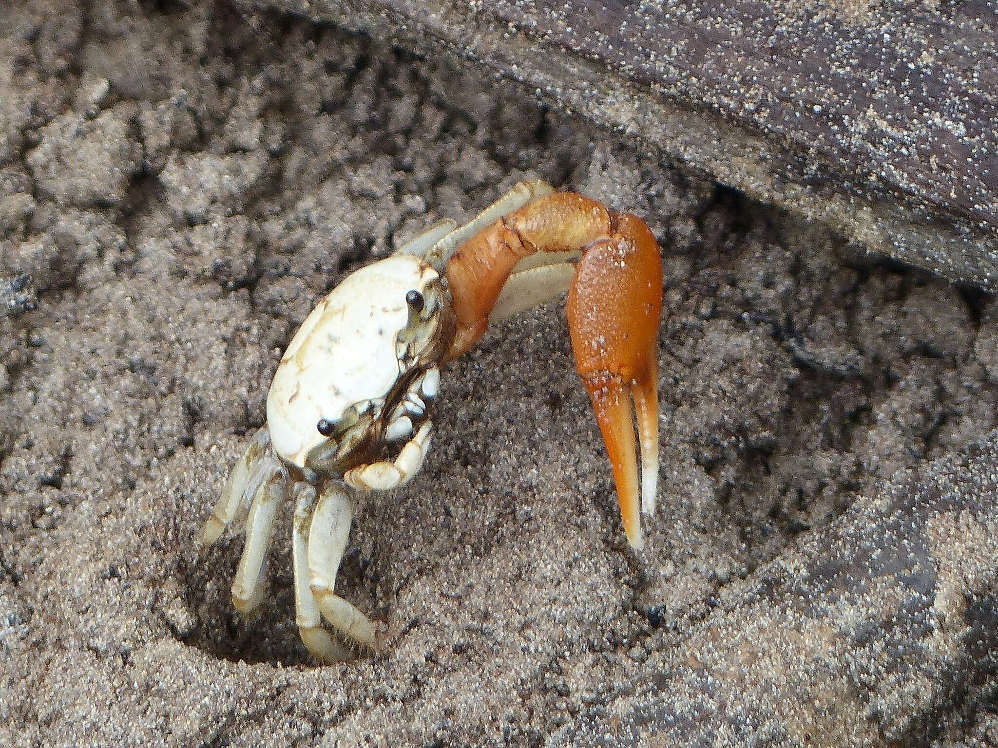 Image of Minuca galapagensis (Rathbun 1902)