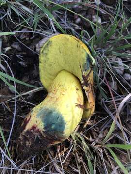 Sivun Boletus holoxanthus Both, Bessette & R. Chapm. 2000 kuva