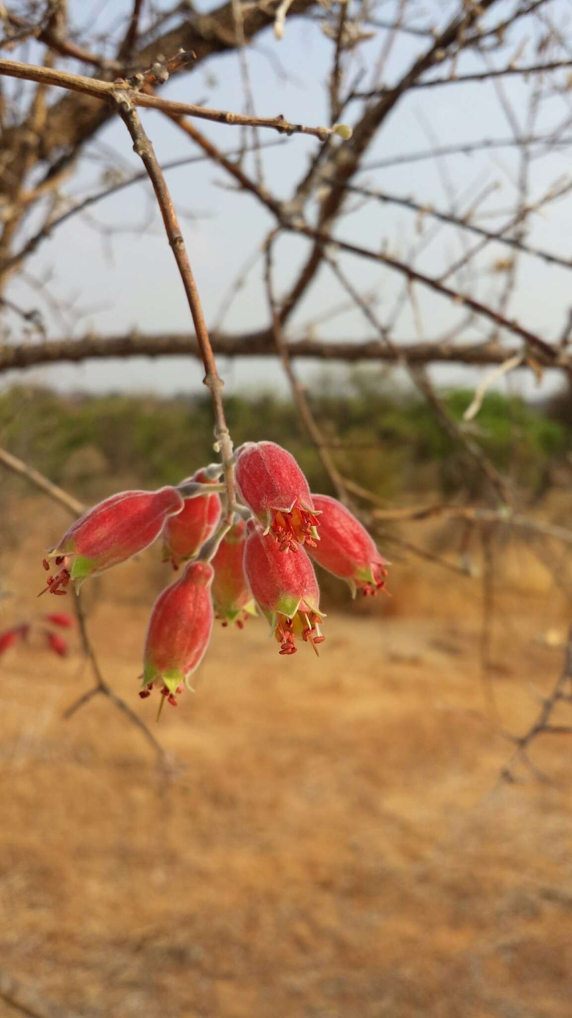 Image of Combretum grandidieri Drake