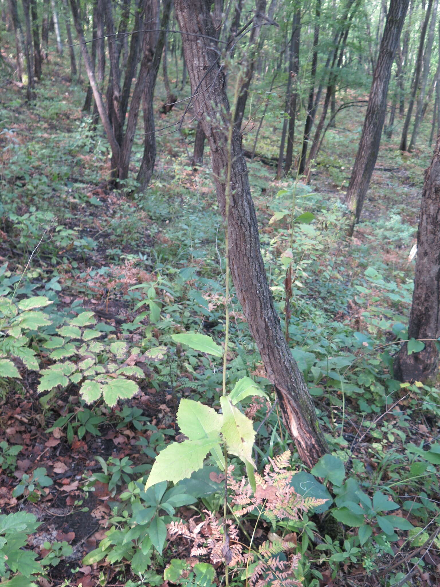 Image of Lactuca raddeana Maxim.