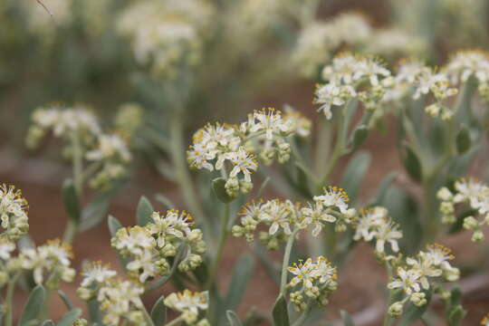 Image of Nitraria sibirica (DC.) Pall.