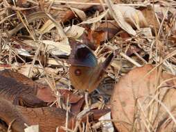 Image of Junonia artaxia Hewitson 1864