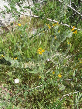 Image of common fiddleneck