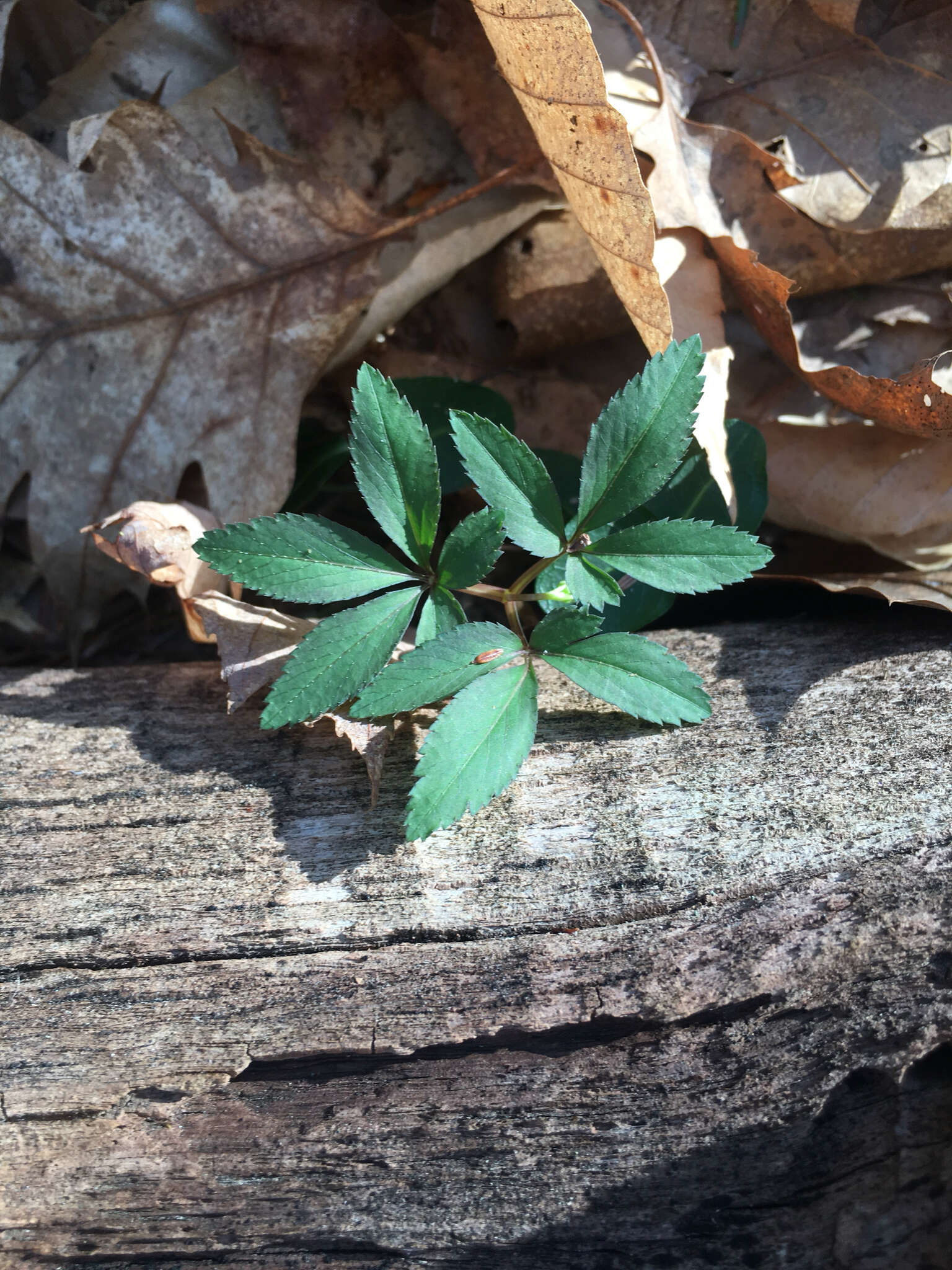 Image of dwarf ginseng