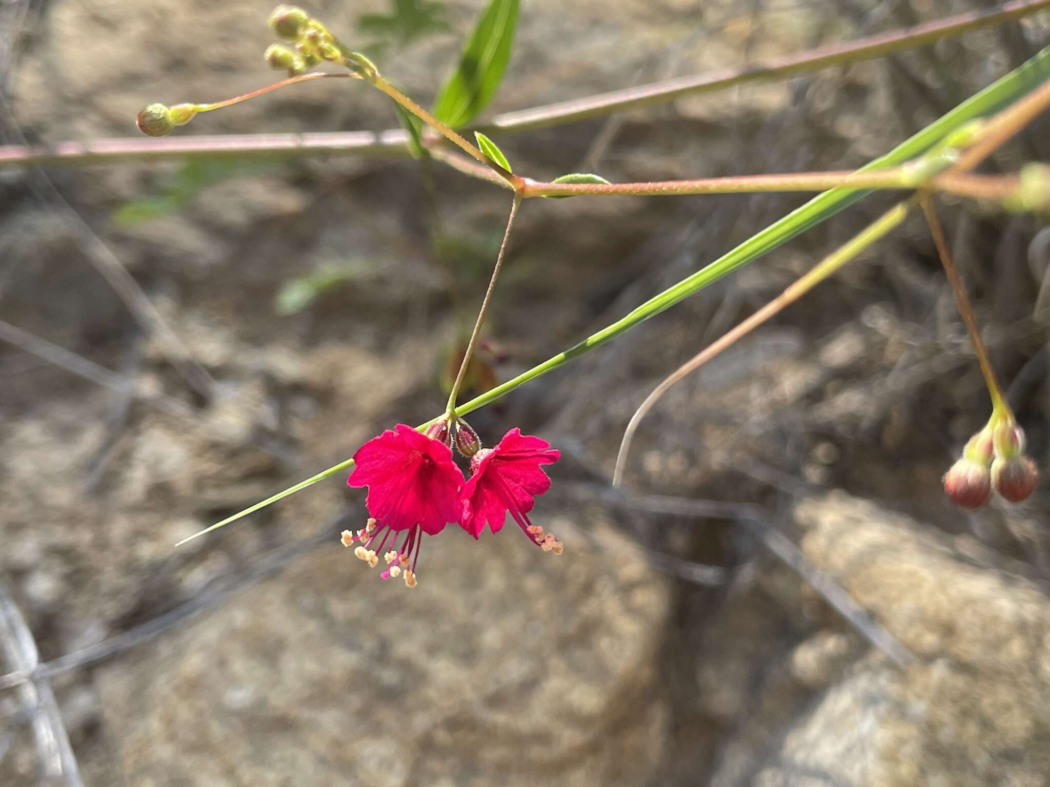 Imagem de Boerhavia gracillima Heimerl