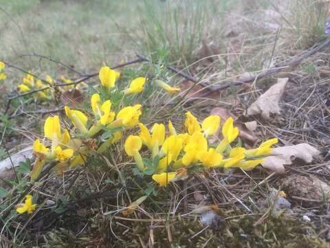 Image of golden broom