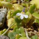 Image de Cymbalaria microcalyx subsp. microcalyx