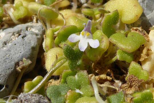 Image of Cymbalaria microcalyx subsp. microcalyx