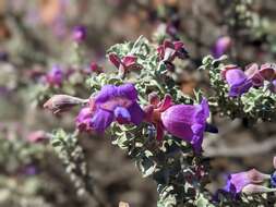 Imagem de Eremophila rotundifolia F. Muell.