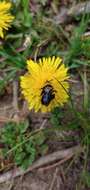 Image de Andrena transnigra Viereck 1904