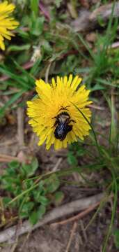 Image of Andrena transnigra Viereck 1904