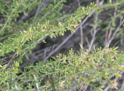 Image of Brickellia spinulosa A. Gray