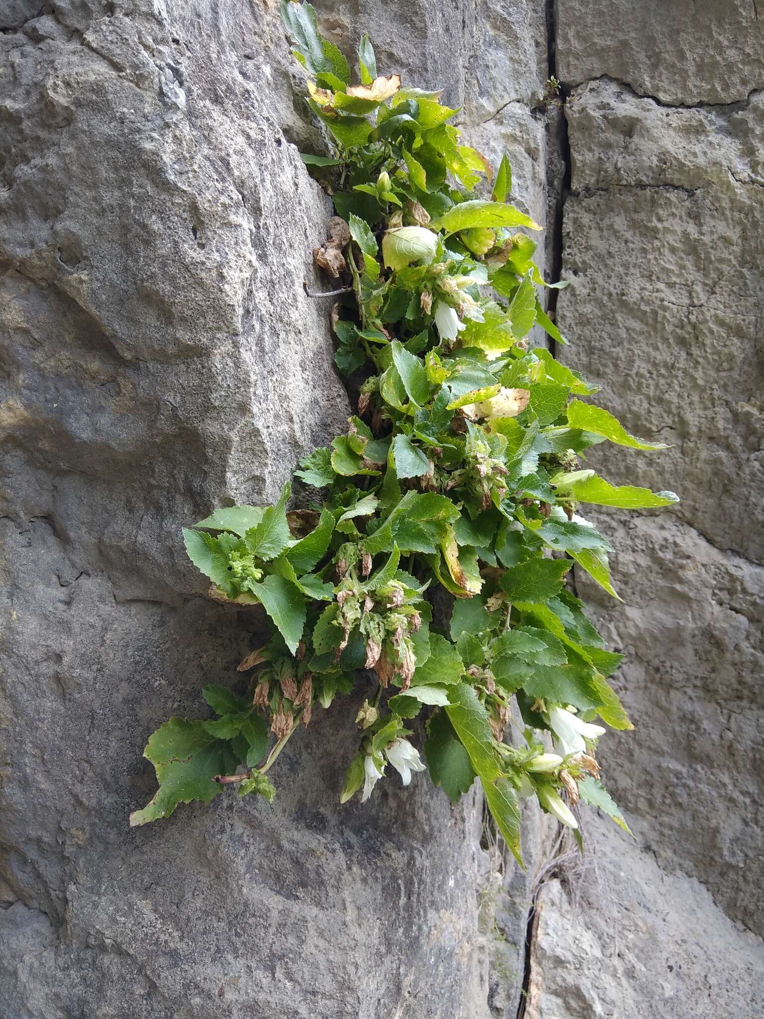 Image of Campanula pendula M. Bieb.