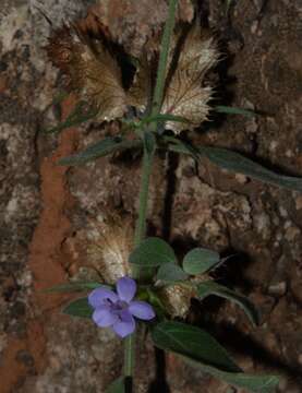 صورة Barleria spinulosa Klotzsch