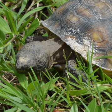 Image of (Florida) Gopher Tortoise