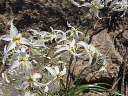 Image of Leucocoryne appendiculata Phil.