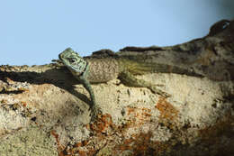 Image of Strobilurus torquatus Wiegmann 1834