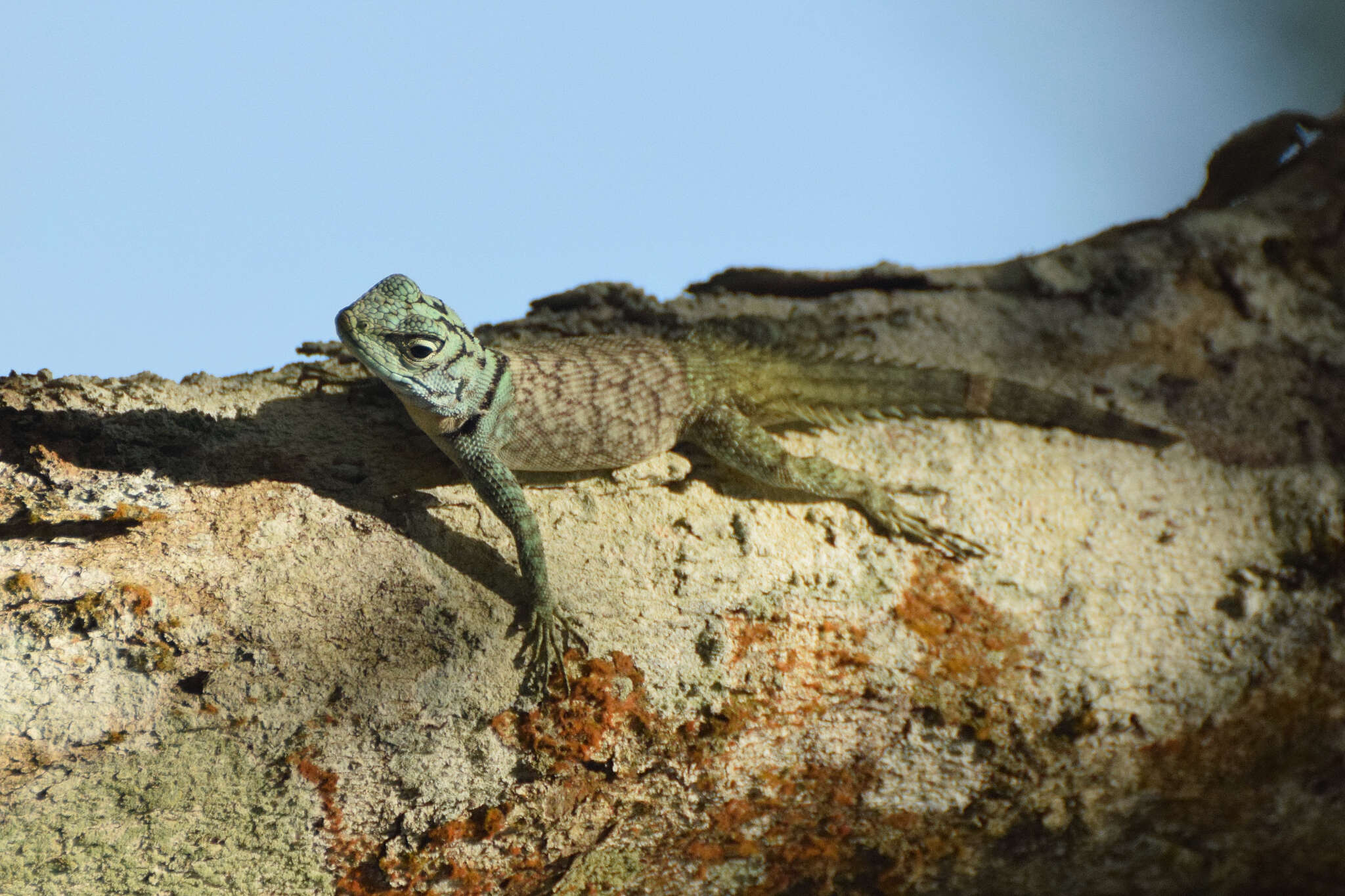 Imagem de Strobilurus torquatus Wiegmann 1834