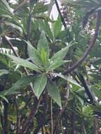 Imagem de Echium acanthocarpum Svent.