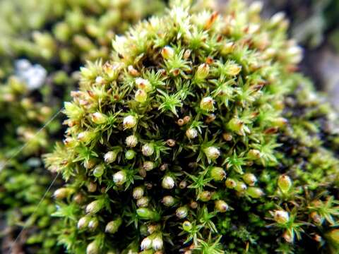 Image of orthotrichum moss