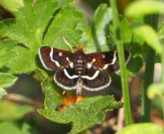 Image of Pyrausta nigrata Scopoli