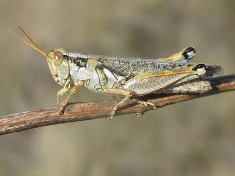 Image of Melanoplus bowditchi canus Hebard 1925