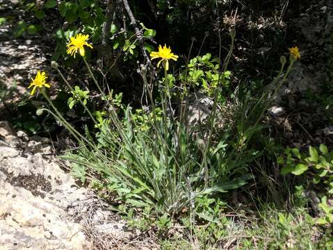 Imagem de Crepis foetida subsp. rhoeadifolia (M. Bieb.) Celak.