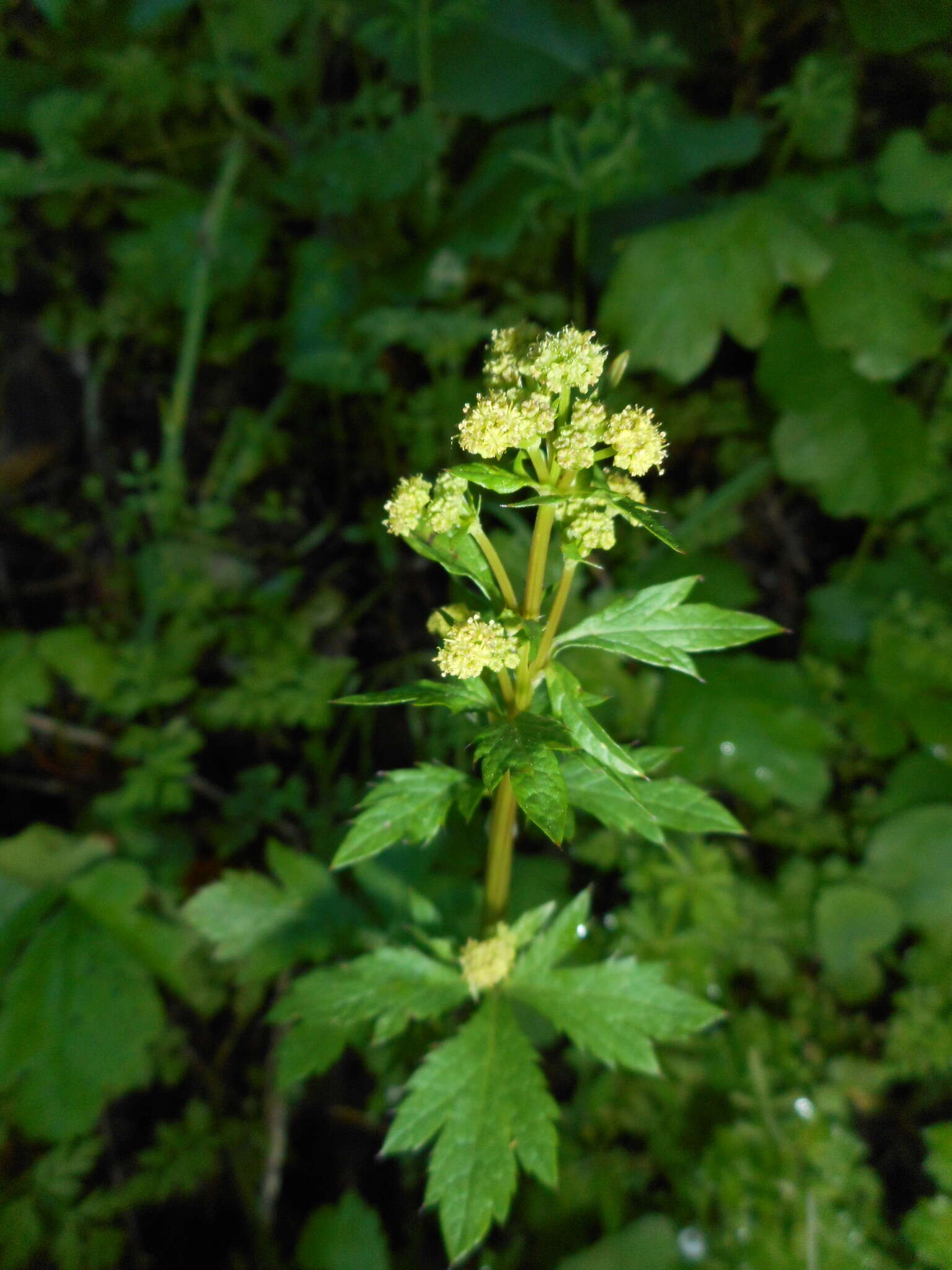 Image of Pacific blacksnakeroot