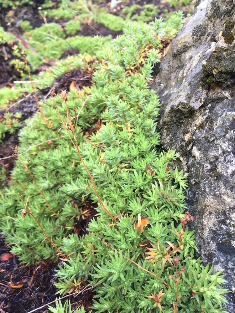 Image of yellowdot saxifrage